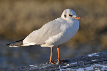 mouette