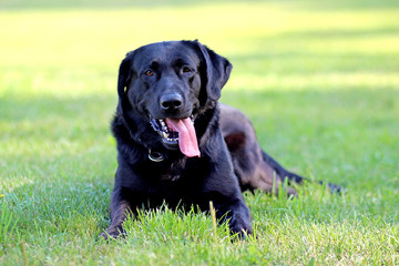 Black Labrador Retriever lying on the ground in a park in green grass. Background is green. It's a close up view.