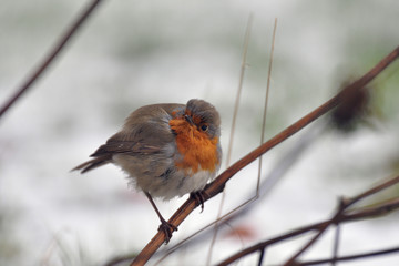 Rouge gorge