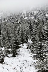 mountain, snow, landscape, mountains, winter, sky, nature, alps, forest, trees, blue, tree, view, cold, clouds, peak, outdoors, ski, travel, yosemite, rock, season, white, scenery, valley