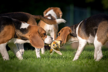 Naklejka na ściany i meble Spielende Beagle