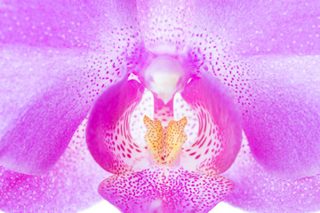 Close up of pink orchid flower