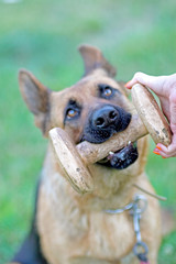 German shepherd training aport in playing ground.
