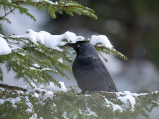 Western jackdaw (Coloeus monedula) on the snowy tree. Eurasian jackdaw in snowy forest. Western jackdaw in winter forest.