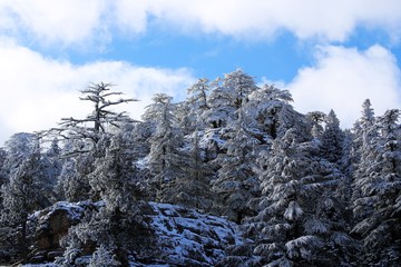 mountain, snow, landscape, mountains, winter, sky, nature, alps, forest, trees, blue, tree, view, cold, clouds, peak, outdoors, ski, travel, yosemite, rock, season, white, scenery, valley