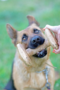 German shepherd training aport in playing ground.