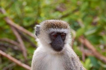 View of Chlorocebus aethiops face, eyes with background blur