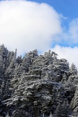 mountain, snow, landscape, mountains, winter, sky, nature, alps, forest, trees, blue, tree, view, cold, clouds, peak, outdoors, ski, travel, yosemite, rock, season, white, scenery, valley
