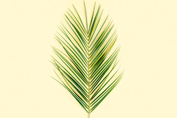 Tropical green palm leaf on yellow  background. Flat lay, top view