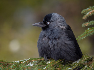 Western jackdaw (Coloeus monedula) on the snowy tree. Eurasian jackdaw in snowy forest. Western jackdaw in winter forest.
