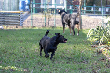 A little black dog run outdoors in green grass. The dog is a mixed of a Labrador retriever.