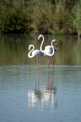 Flamants roses