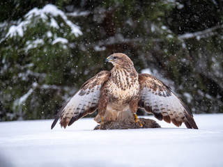 Common buzzard (Buteo buteo) with a killed rabbit on the snow. Bird of prey on snow. Common buzzard on snow.