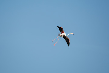 Flamant rose en vol