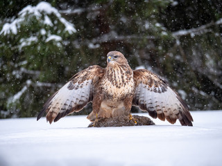 Common buzzard (Buteo buteo) with a killed rabbit on the snow. Bird of prey on snow. Common buzzard on snow.