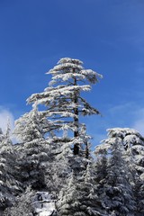 mountain, snow, landscape, mountains, winter, sky, nature, alps, forest, trees, blue, tree, view, cold, clouds, peak, outdoors, ski, travel, yosemite, rock, season, white, scenery, valley