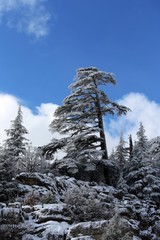 mountain, snow, landscape, mountains, winter, sky, nature, alps, forest, trees, blue, tree, view, cold, clouds, peak, outdoors, ski, travel, yosemite, rock, season, white, scenery, valley