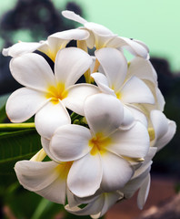 Fototapeta na wymiar frangipani flower in tropical garden, plumeria spring day Floral postcard