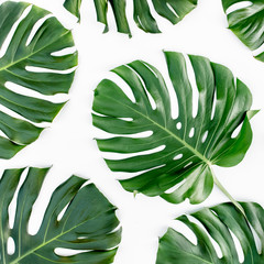 Pattern of tropical green leaves monstera on white background. Flat lay, top view