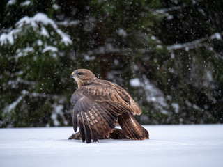 Common buzzard (Buteo buteo) with a killed rabbit on the snow. Bird of prey on snow. Common buzzard...