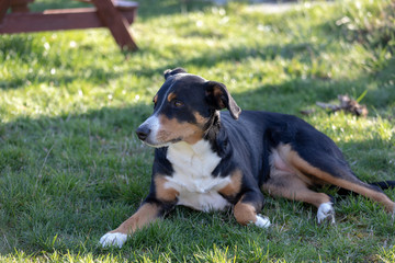 Appenzeller Sennenhund. The dog is lying in the grass. Portrait of a Appenzeller Mountain Dog.