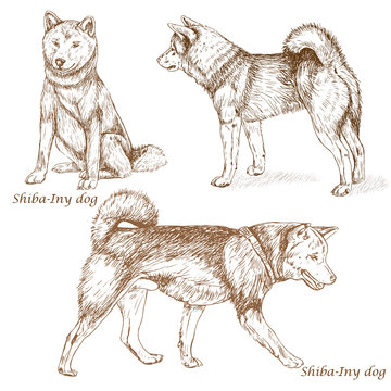 Hand drawn vector illustration of shiba iny dog dog breed. Drawn in outline 