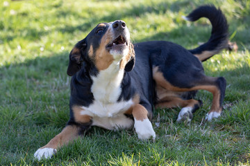 tricolor appenzeller mountain dog Barking Outdoor