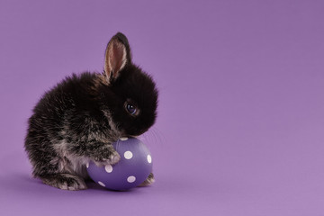 Easter bunny rabbit with egg on purple background