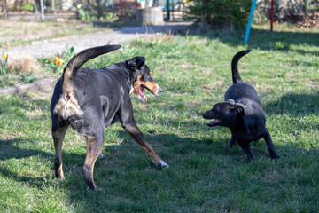 Appenzeller Mountain dog plays with a Labrador mix puppy outdoors