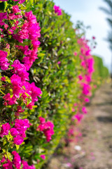Obraz premium Beautiful pink flowers on a green bush full frame
