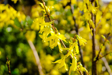 blooming yellow forsythia branch