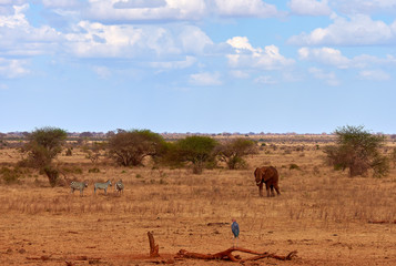 Naklejka na ściany i meble Landscape view in safari. Kenya in Africa, elephants and zebras on the savannah with the trees.