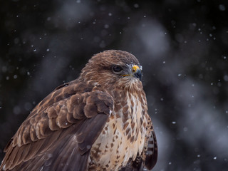 Common buzzard (Buteo buteo) with a killed rabbit on the snow. Bird of prey on snow. Common buzzard on snow.