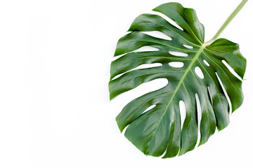 Naklejka na ściany i meble Tropical green leaf Monstera on white background. Flat lay, top view
