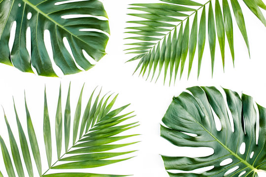 Pattern of tropical green leaves monstera on white background. Flat lay, top view