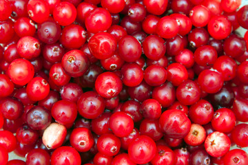 background of ripe red cranberries, vegetarian food