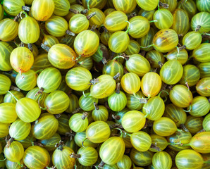Group of ripe green gooseberry berry. Background of green gooseberry