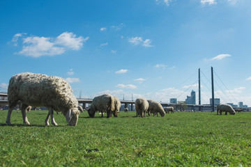 Naklejka na ściany i meble Schafe auf den Rheinwiesen in Düsseldorf, Rhein Kniebrücke im Hintergrund
