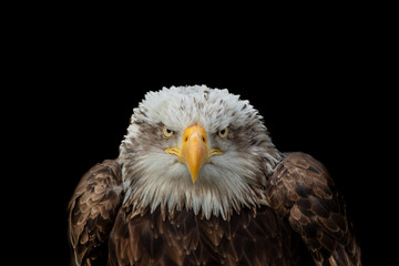 a bald eagle looking straight ahead with a black background behind
