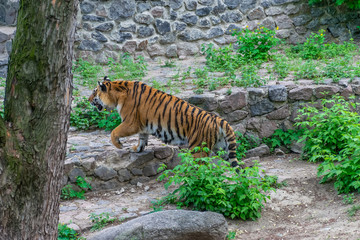 A dangerous big tiger sneaks among the thickets. Tiger stalking prey.
