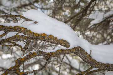 Snow on a Tree Branch
