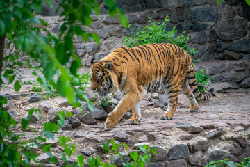 A dangerous big tiger sneaks among the thickets. Tiger stalking prey.