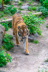 A dangerous big tiger sneaks among the thickets. Tiger stalking prey.