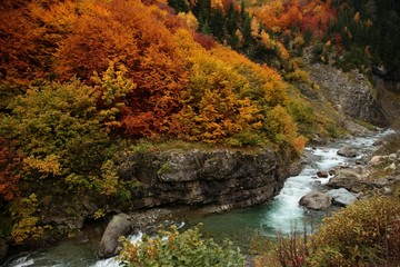 Autumn forest nature. Vivid morning in colorful forest with sun rays through branches of trees. Scenery of nature with sunlight.savsat/artvin/turkey