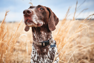a beautiful bird dog in a field of grass - Powered by Adobe
