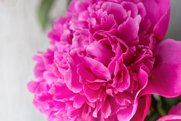 Closeup of  pink Peony flower on light background. Floral background.