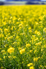 Wild Mustard in field of Yellow 