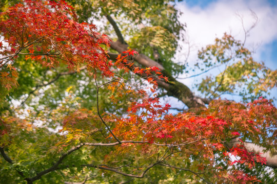 Red maple leaves branch in autumn on a blurred background at Kiyomizu Garden in Kyoto, at the famous buddhist temple on Mount Otowa, Japan.