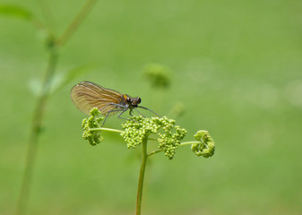 Insekt - Libelle 