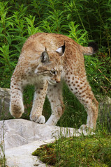 Norwegian Lynx